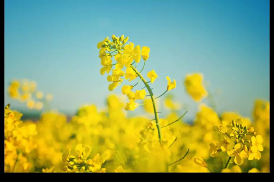 When to Plant Rapeseed a Guide for Farmers