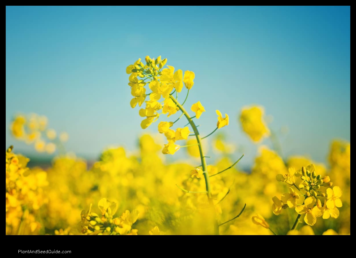 when to plant rapeseed