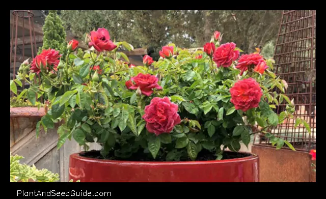 when to plant roses in northern california