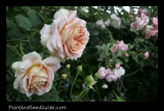 when to plant roses in southern california