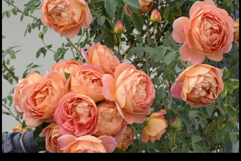 When to Plant Roses in Southern California a Guide for the Home Gardener