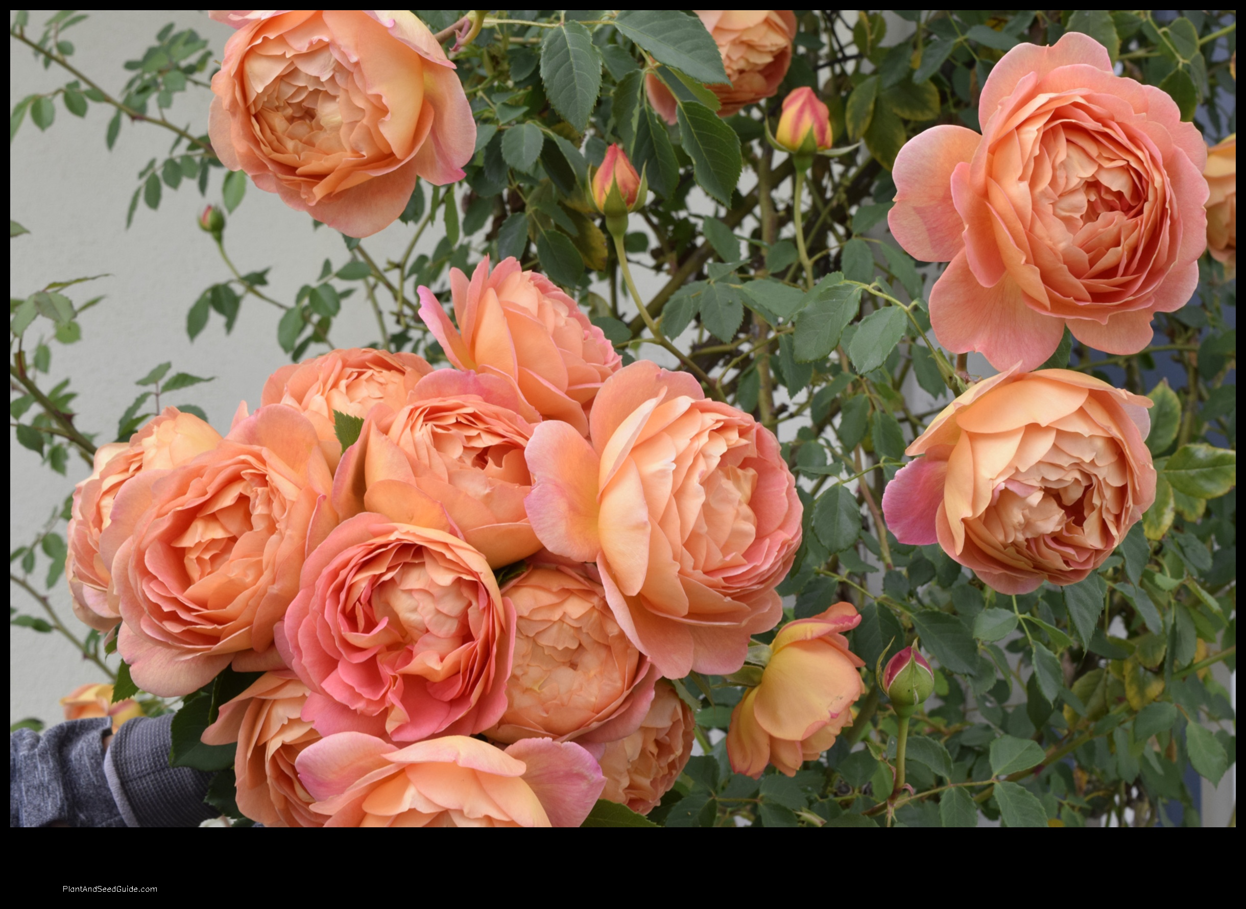 when to plant roses in southern california