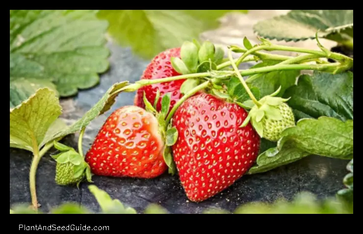 when to plant strawberries in georgia