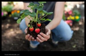 When to Plant Strawberries in Georgia a Guide for the Perfect Harvest