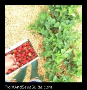When to Plant Strawberries in Kentucky a Guide for Gardeners