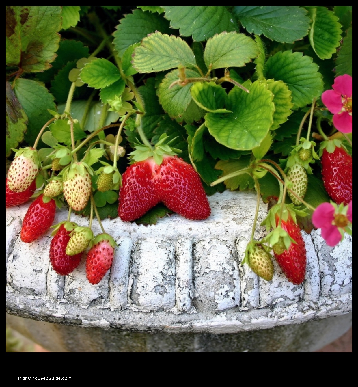 when to plant strawberries in ky