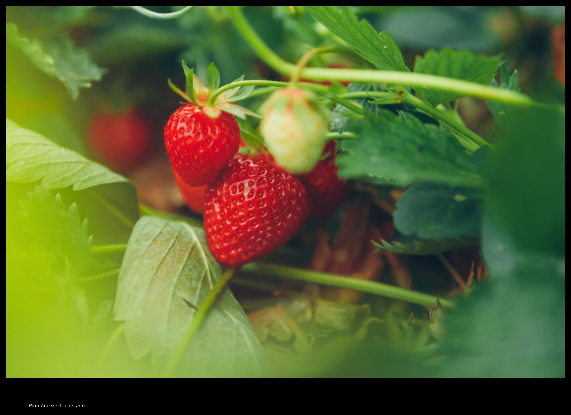 when to plant strawberries in nebraska