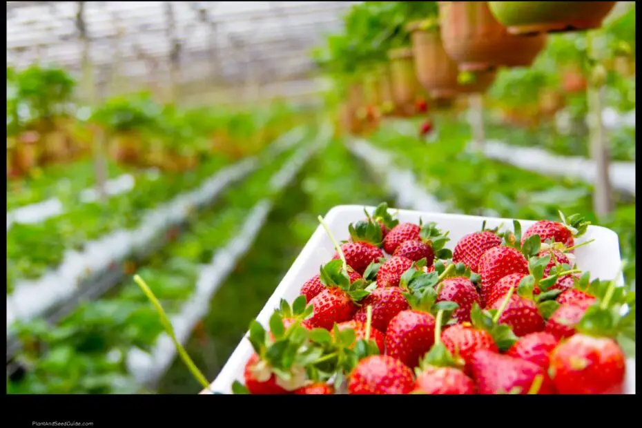 When to Plant Strawberries in Nebraska a Guide for Gardeners