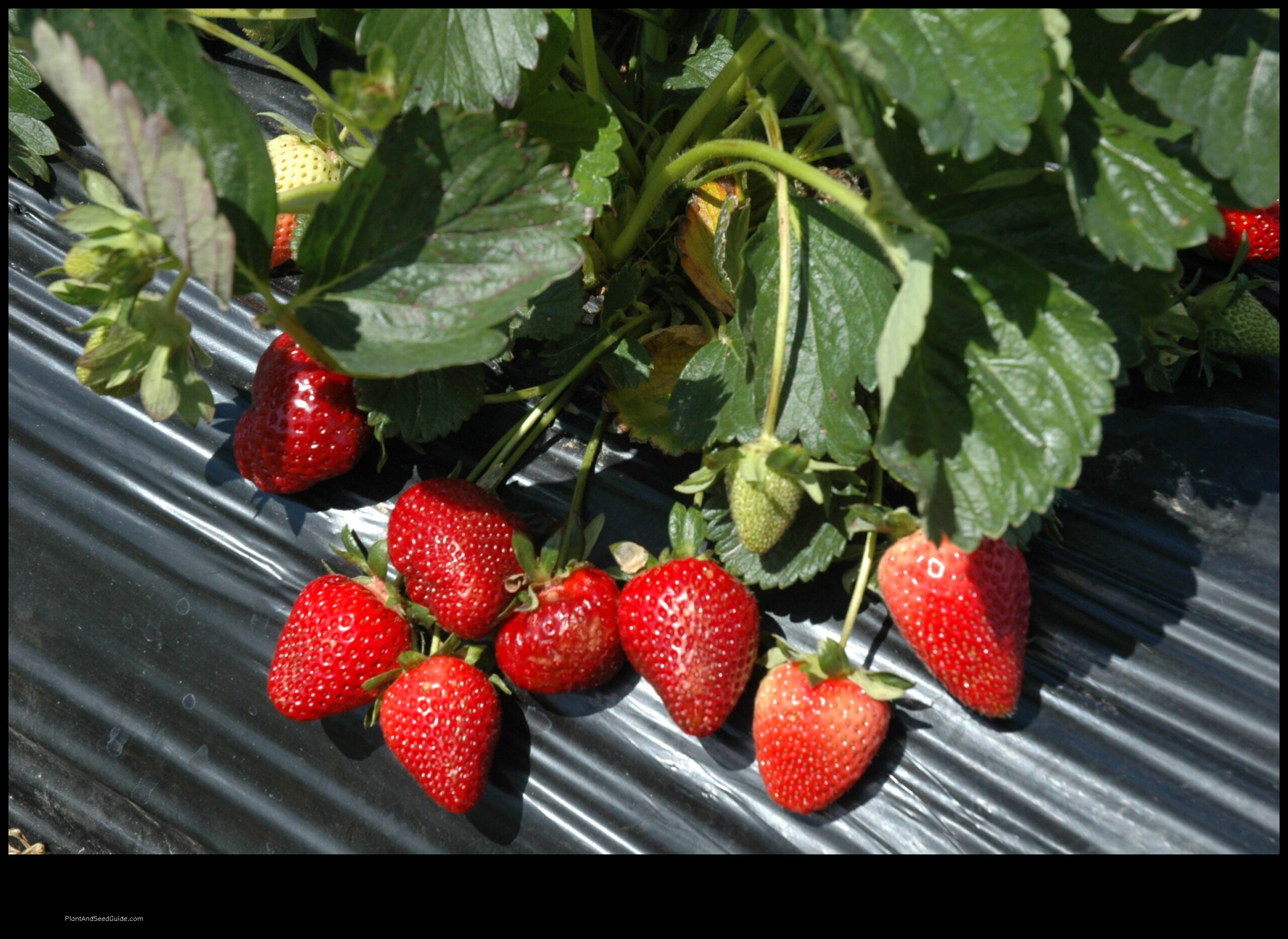 when to plant strawberries ohio