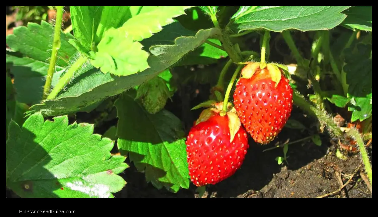 when to plant strawberries ohio