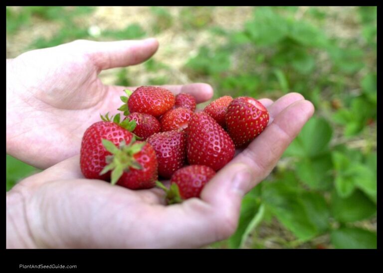 When to Plant Strawberries in Ohio A Guide for the Home Gardener