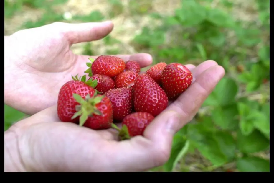 When to Plant Strawberries in Ohio a Guide for the Home Gardener