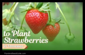 When to Plant Strawberries in Tennessee a Guide for the Home Gardener