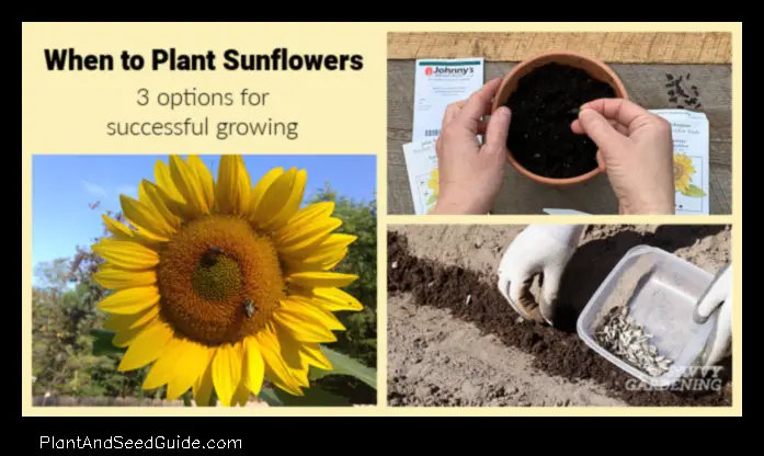 when to plant sunflower seeds in michigan