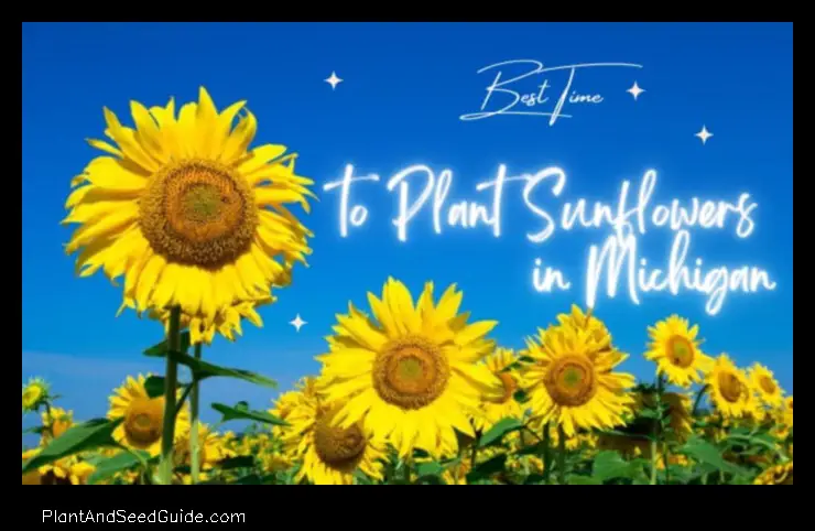 When to Plant Sunflower Seeds in Michigan a Guide for Gardeners