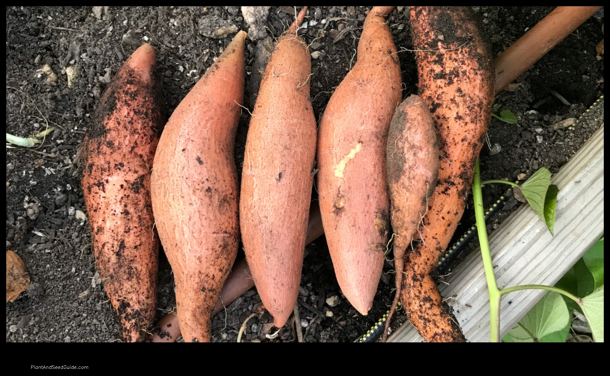 when do you plant sweet potatoes in texas