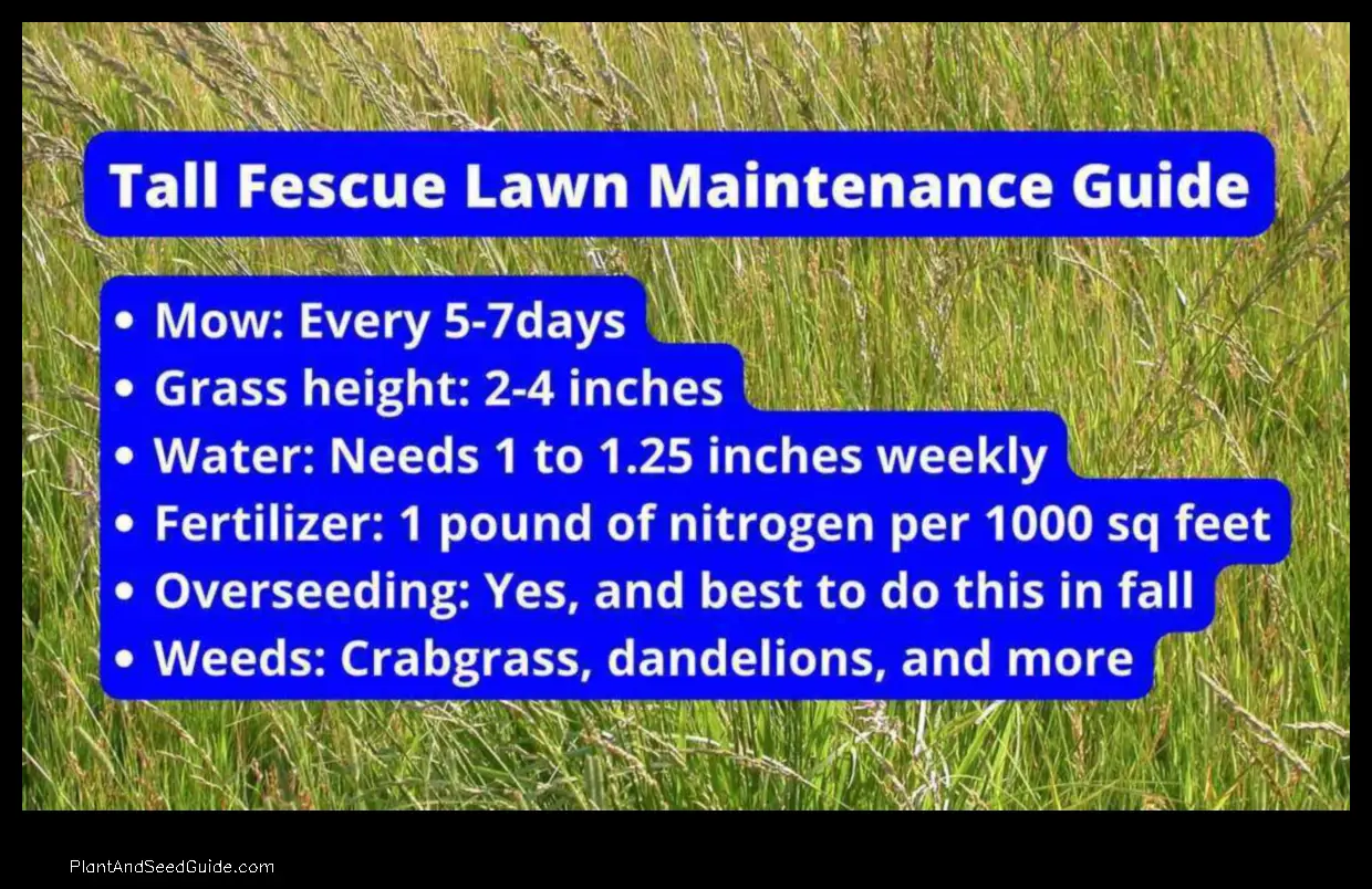 when to plant tall fescue in nc