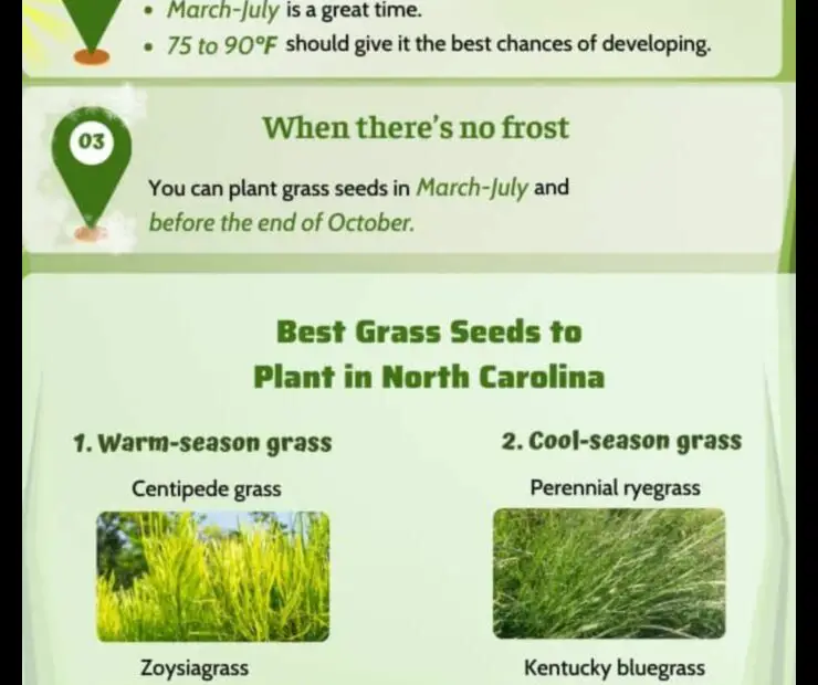 When to Plant Tall Fescue in Nc a Guide for the Home Gardener