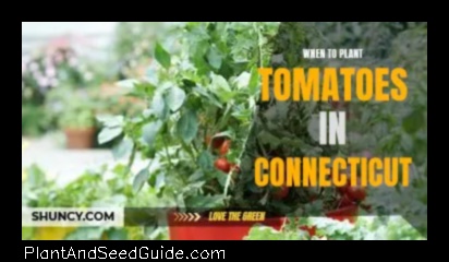 when to plant tomatoes in ct