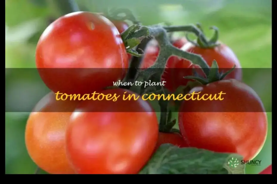 When to Plant Tomatoes in Connecticut a Guide for the Home Gardener