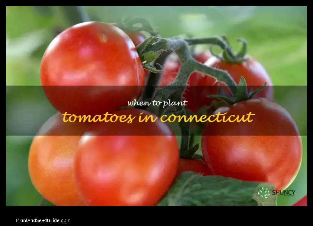 when to plant tomatoes in ct