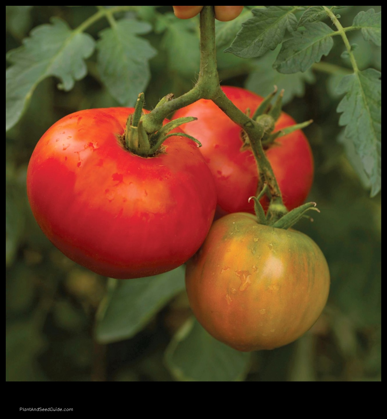 when to plant tomatoes in iowa