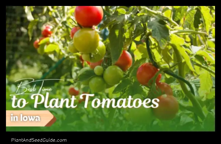 When to Plant Tomatoes in Iowa a Guide for the Perfect Harvest