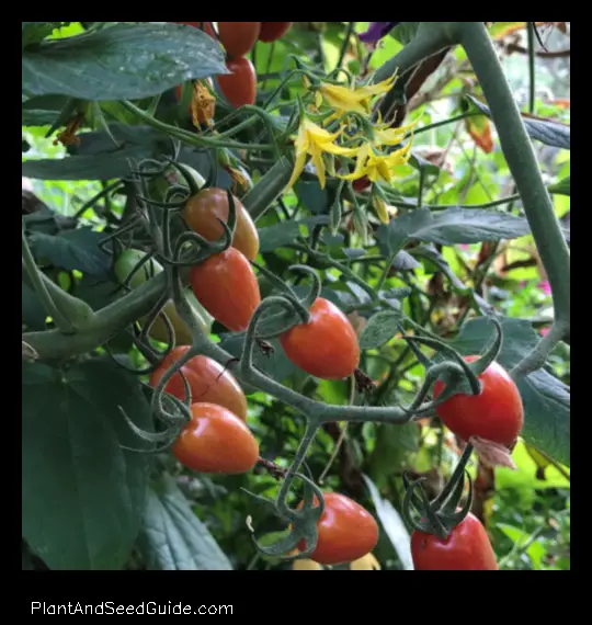 when to plant tomatoes in northern california