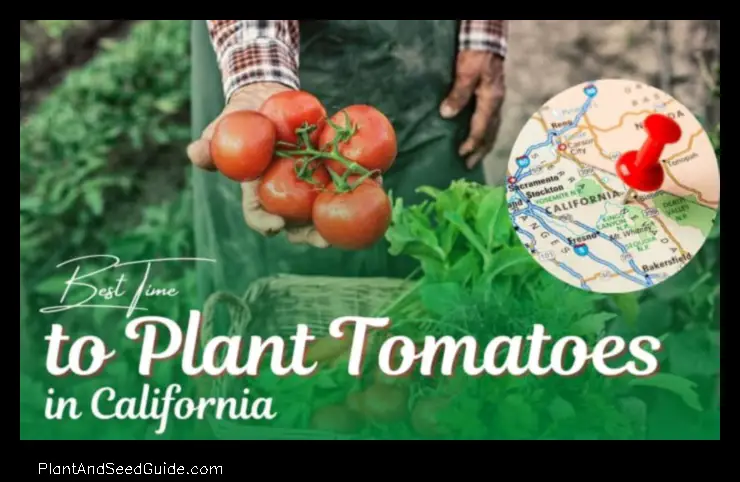 When to Plant Tomatoes in Northern California the Ultimate Guide