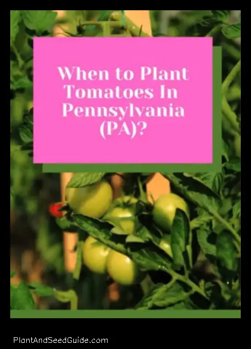 when to plant tomatoes in pa