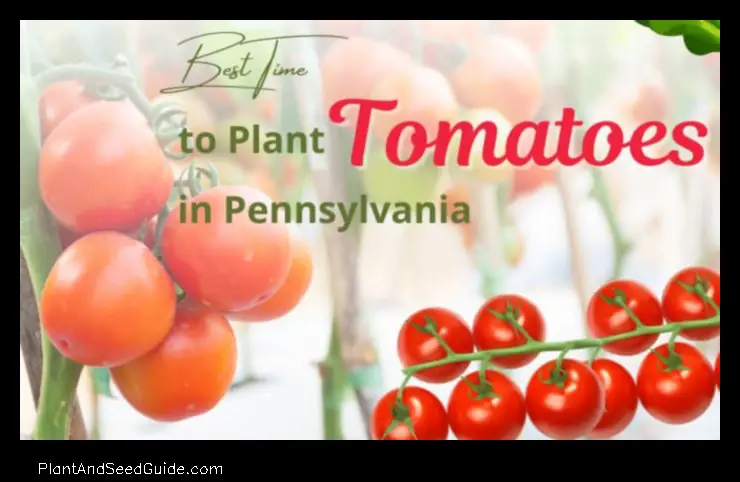 When to Plant Tomatoes in Pa a Guide for the Perfect Harvest