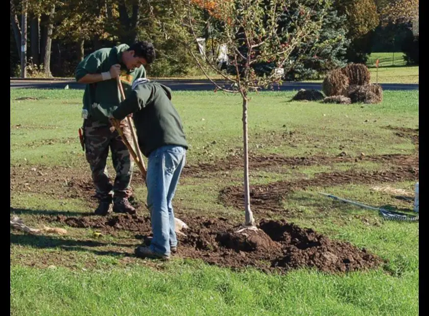 When to Plant Trees in Wisconsin a Guide for the Home Gardener