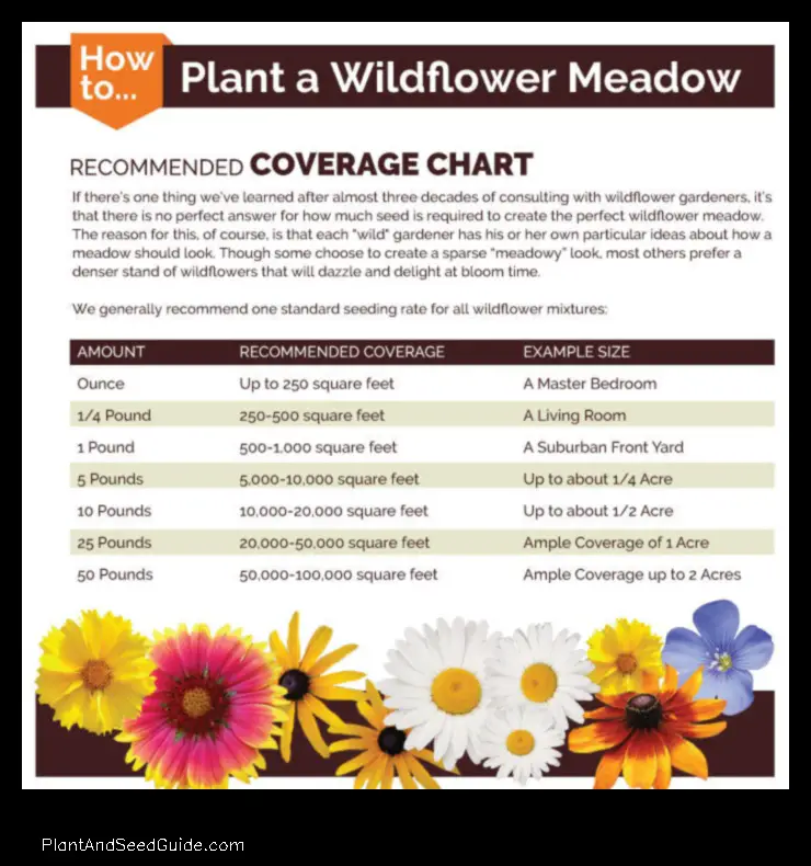 when to plant wildflower seeds in georgia