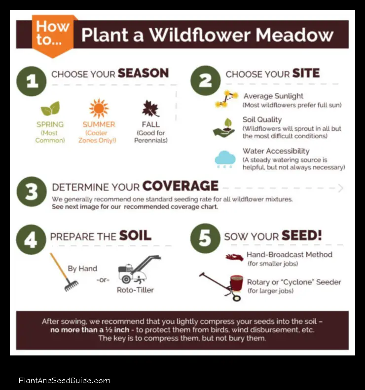 when to plant wildflower seeds in georgia