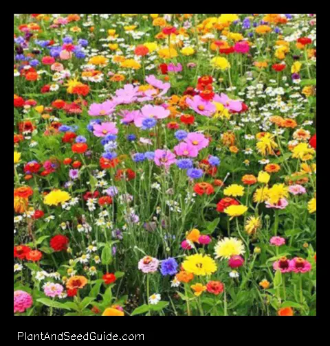 When to Plant Wildflower Seeds in Kentucky a Guide for the Home Gardener