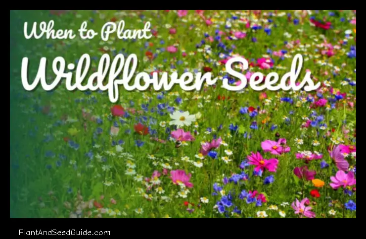 when to plant wildflower seeds in pa