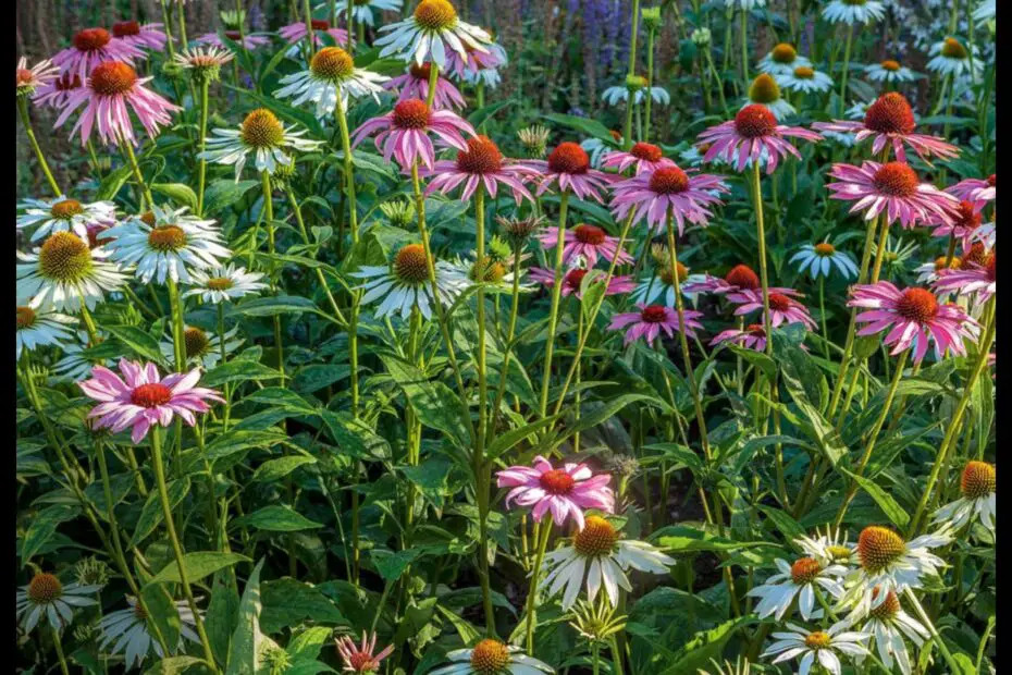 When to Plant Wildflower Seeds in Pa a Guide for the Home Gardener