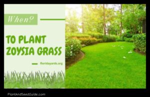 When to Plant Zoysia in Georgia a Guide for the Perfect Lawn