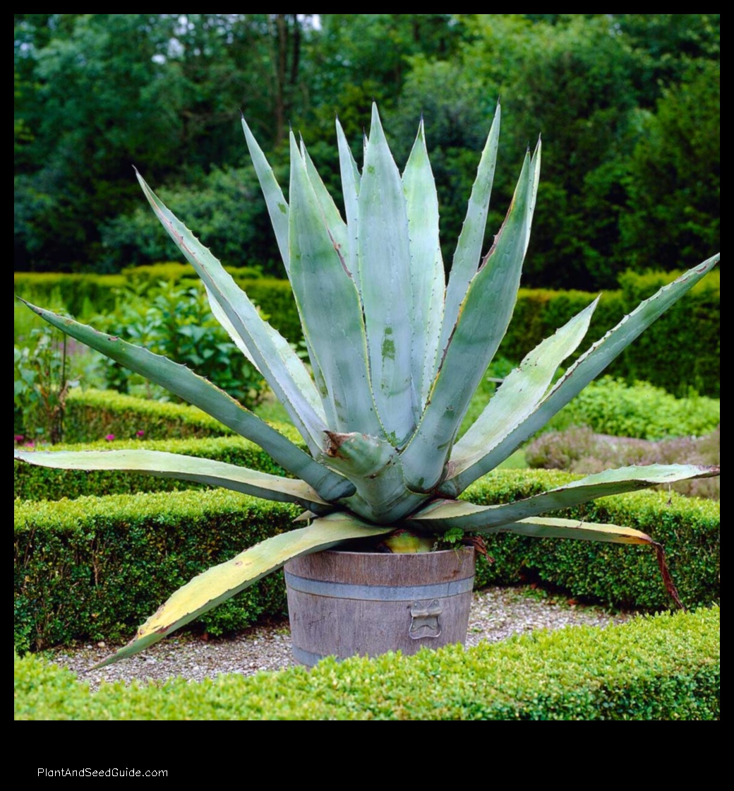 where to buy agave plant