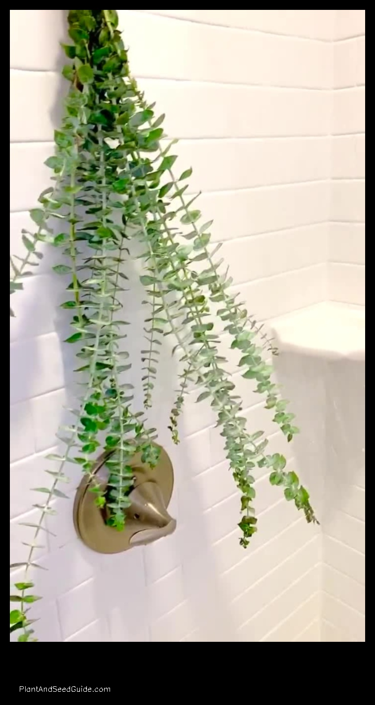 where to buy eucalyptus plant for shower