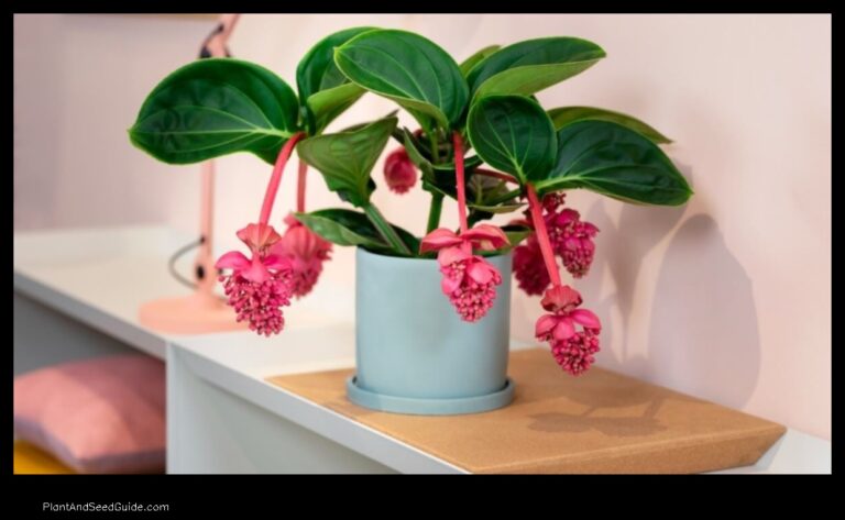 Where to Buy Medinilla Magnifica Plant A Guide to Finding the Perfect Plant for Your Home