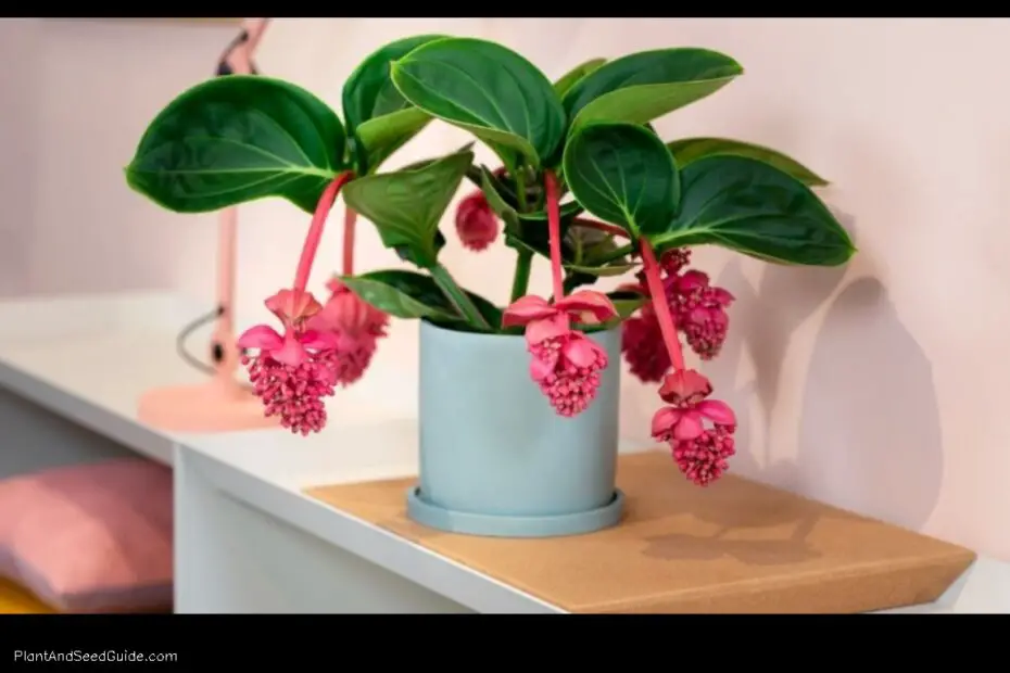 Where to Buy Medinilla Magnifica Plant a Guide to Finding the Perfect Plant for Your Home