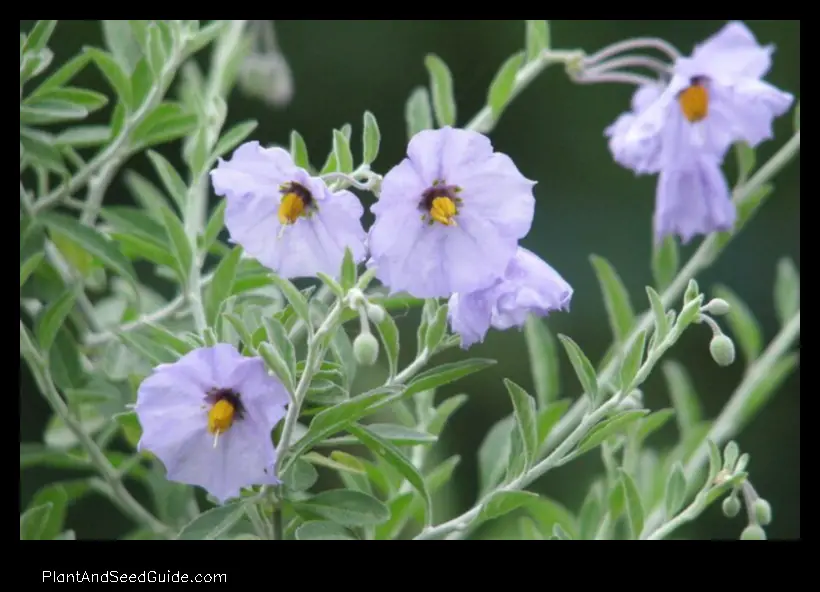 where can i buy nightshade plant
