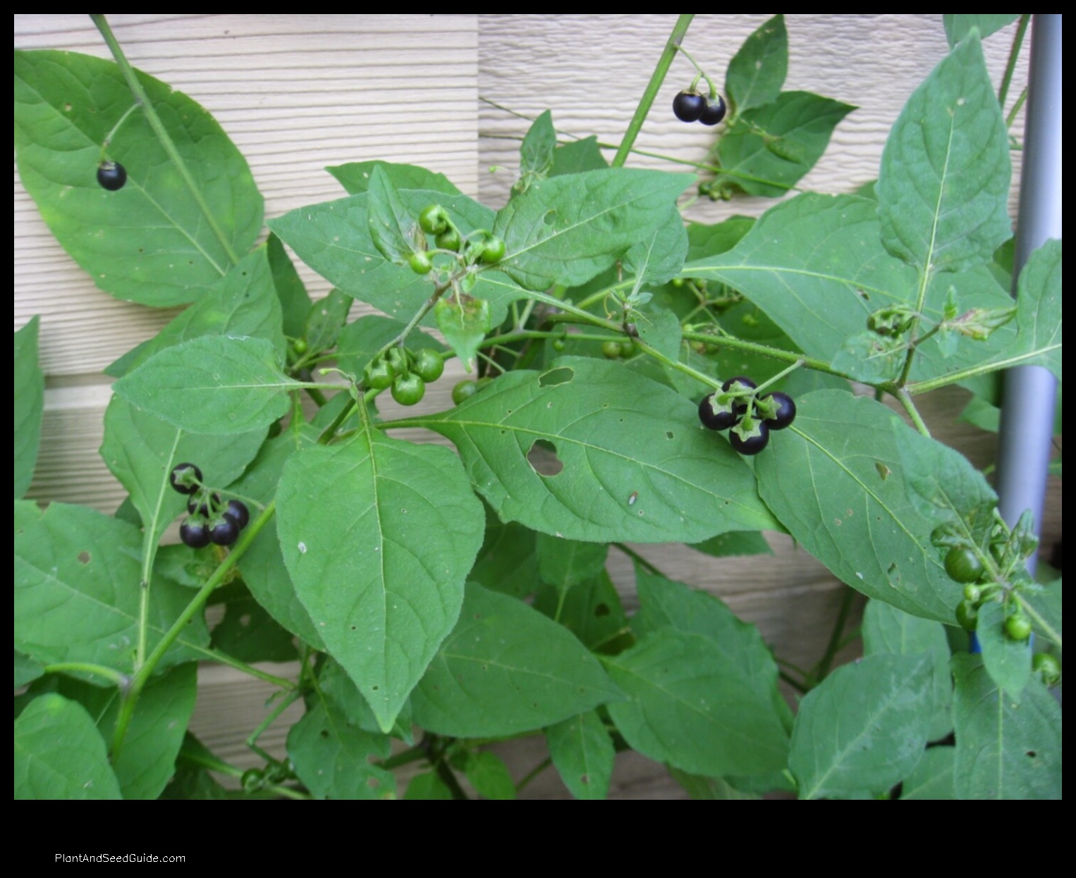 where can i buy nightshade plant