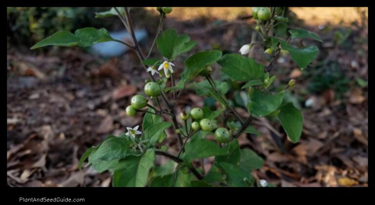 Where to Buy Nightshade Plants A Guide for Gardeners
