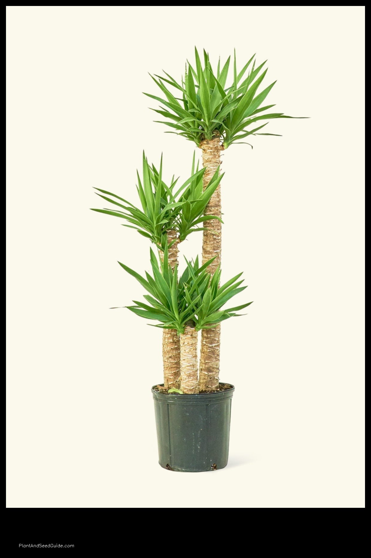 where can i buy a yucca plant