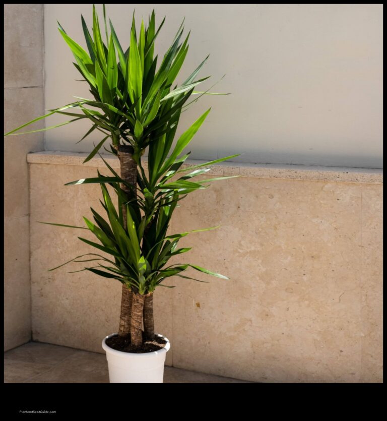 Where to Buy a Yucca Plant A Guide to the Best Sources
