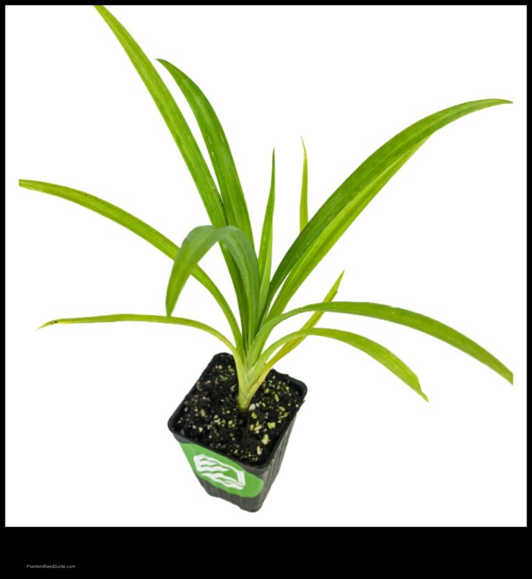 Where to Find the Best Pandan Plants Near You