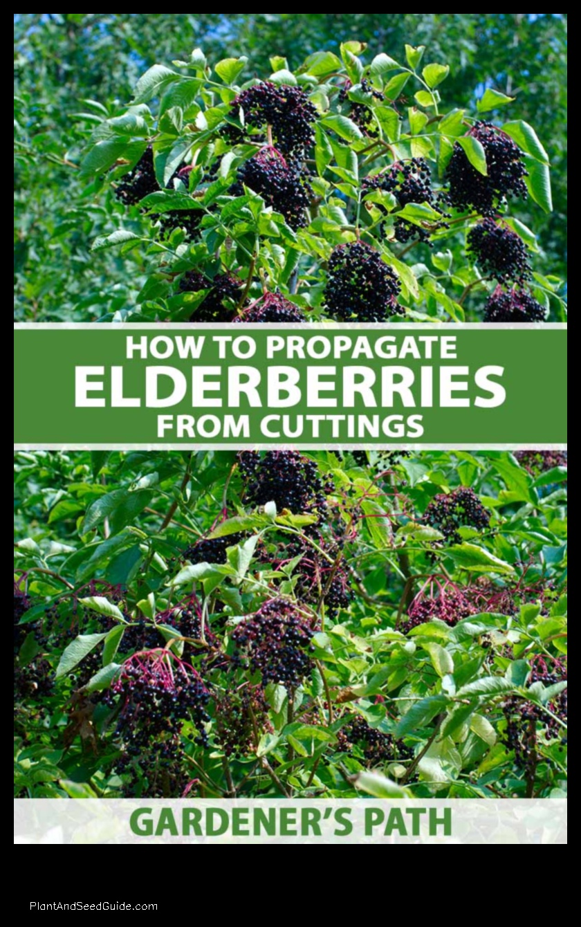 where to plant elderberry cuttings