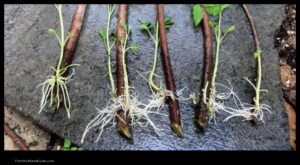Where to Plant Elderberry Cuttings for Optimal Growth